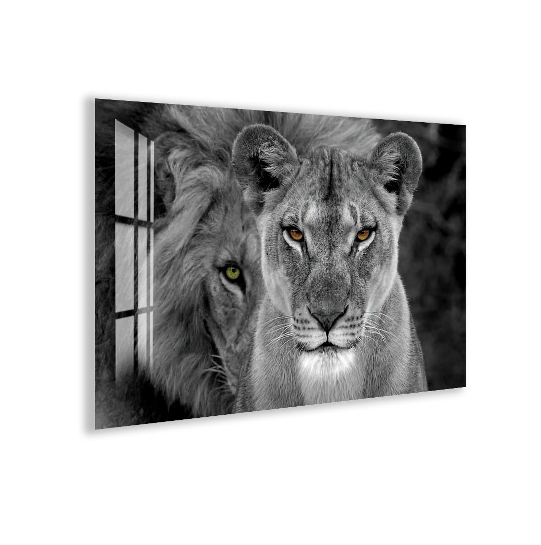 Black and white lion and lioness glass artwork with striking eyes.