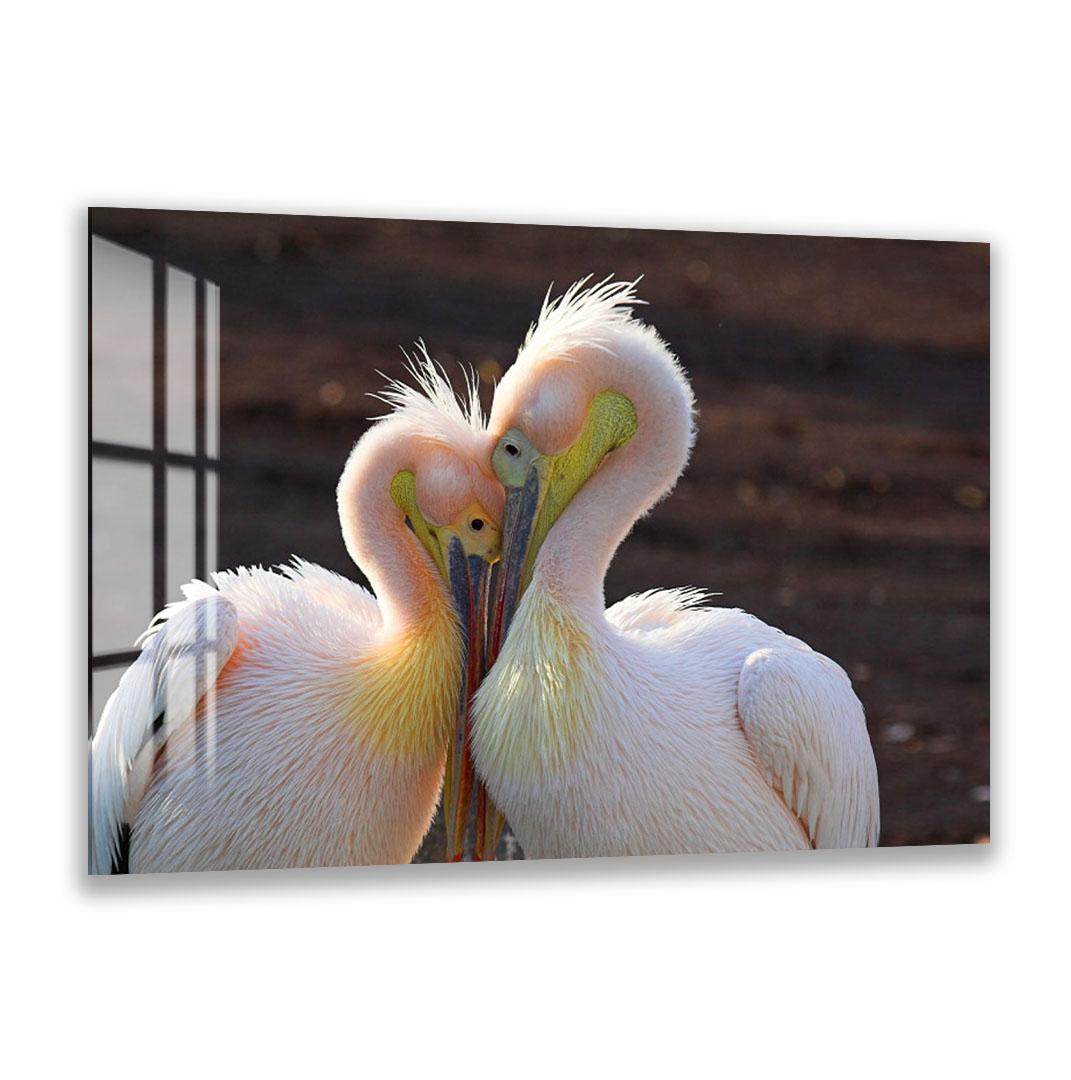 Two pelicans standing close together, with their beaks touching, against a dark background.