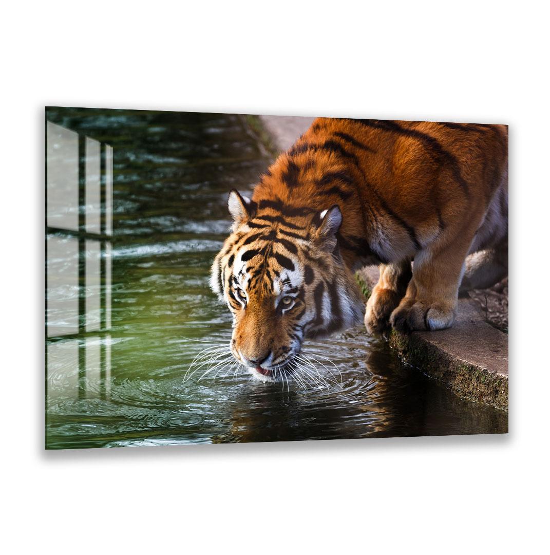 A tiger is drinking water from a pond, its head submerged in the water.