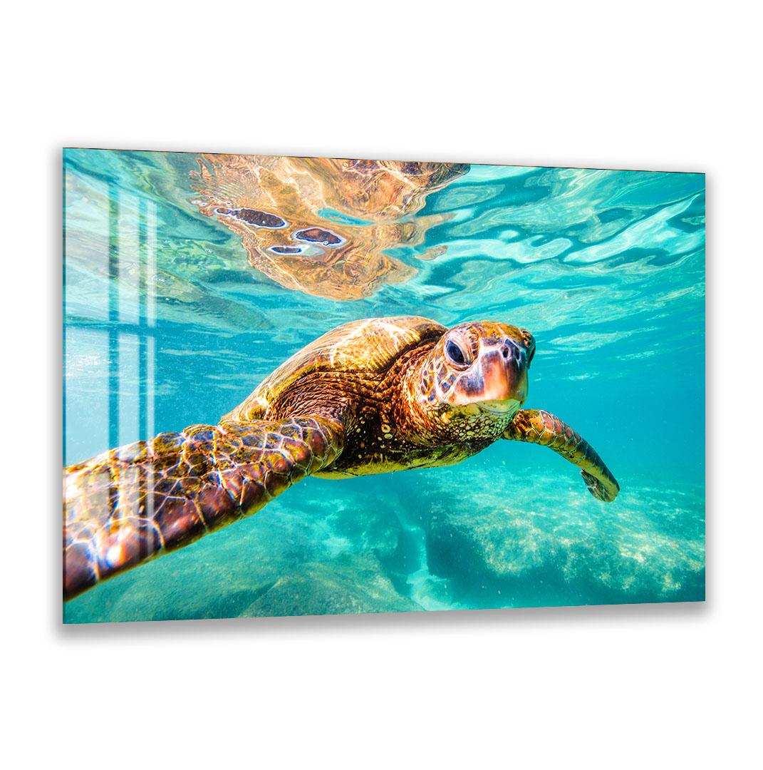 A close-up of an elephant's face, with its large ears and tusks prominently featured.