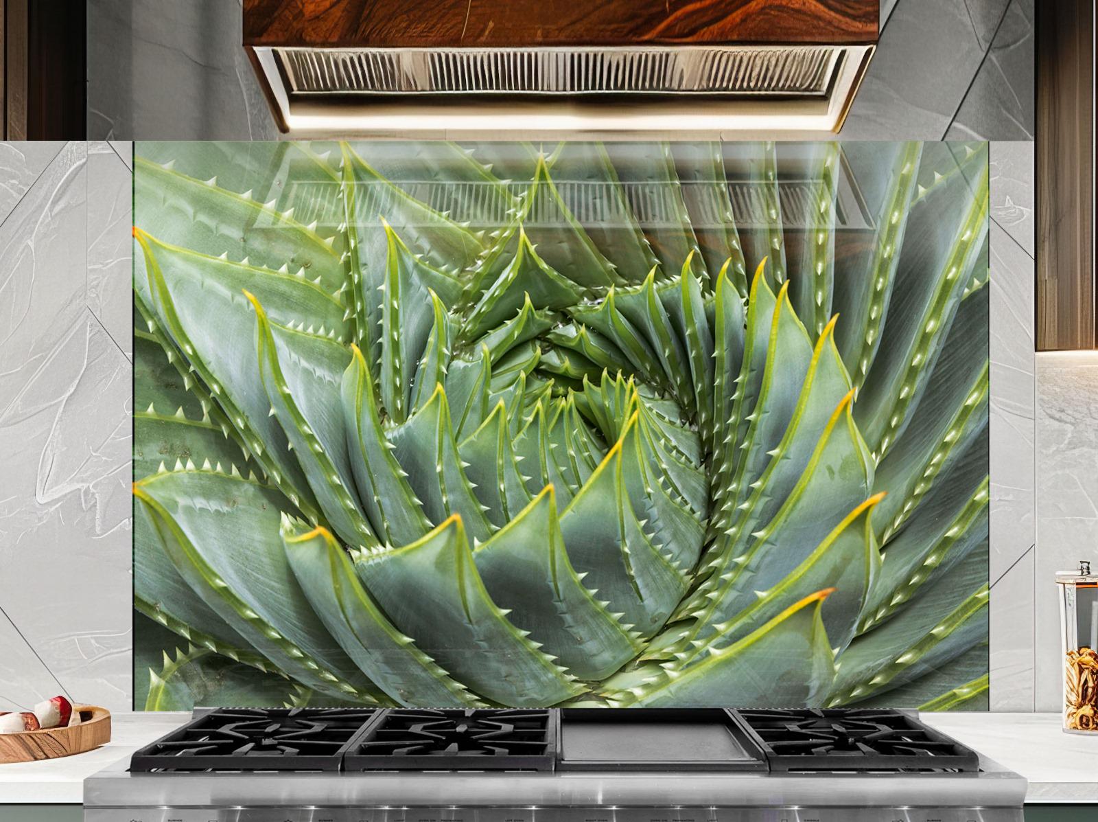 a large, spiral-patterned aloe plant with green and yellow leaves, displayed on a kitchen countertop with a stove and other kitchen appliances in the foreground.