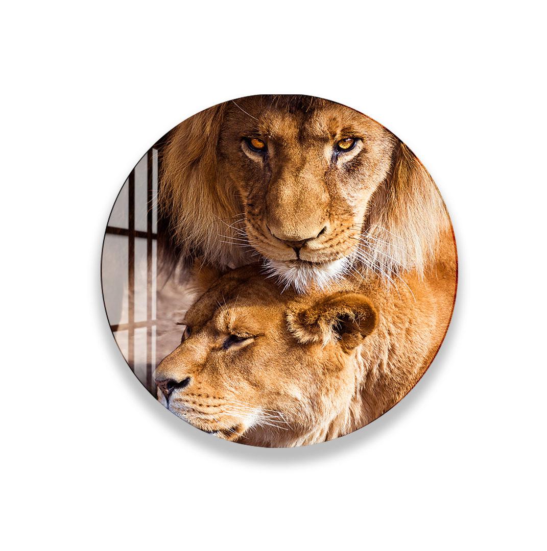 A close-up image of two lions, one standing and one lying down, with their eyes and noses visible.