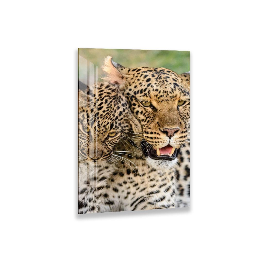 A close-up of a tiger's face, with its striking black and white stripes and piercing orange eye, is the central focus of the image.