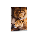 A close-up photograph of two lions, one standing and one lying down, with their eyes open and alert.