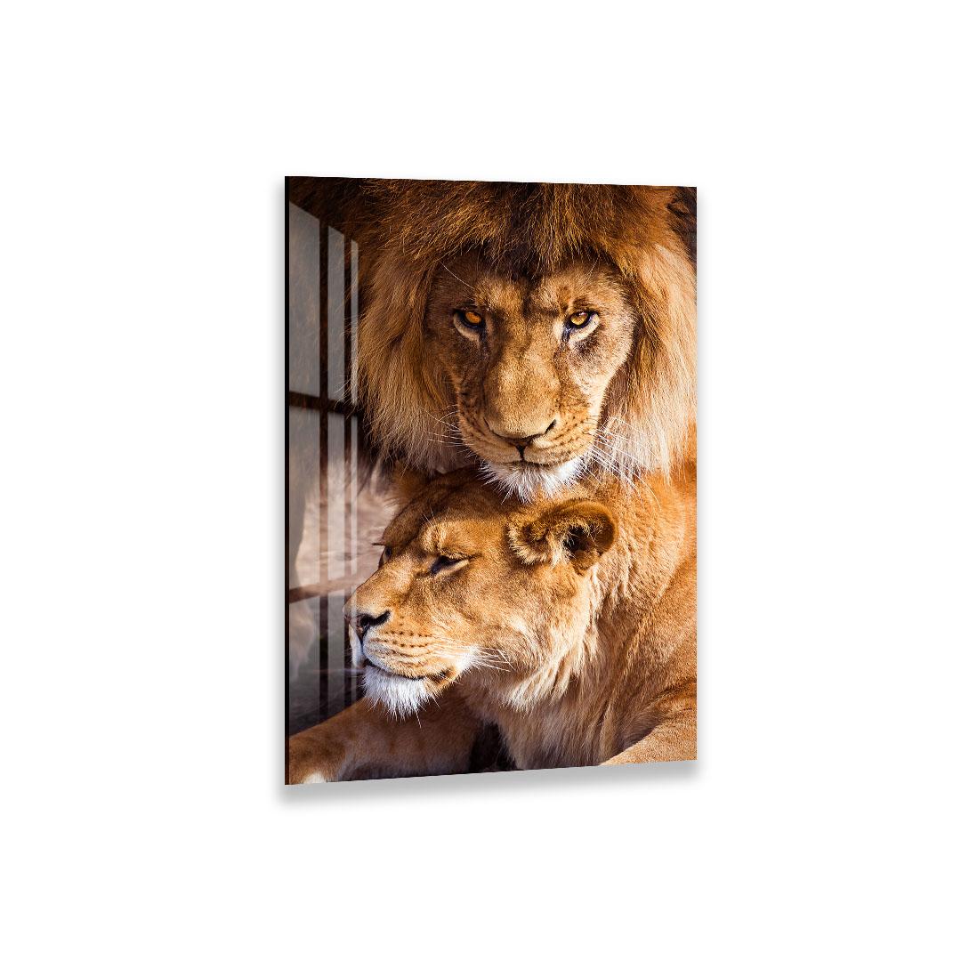 A close-up photograph of two lions, one standing and one lying down, with their eyes open and alert.