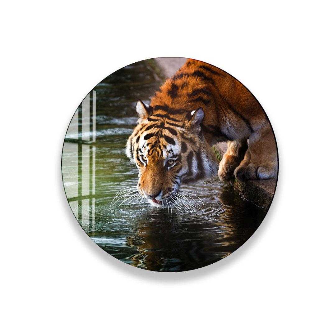 A tiger is drinking from a pond, its head submerged in the water.