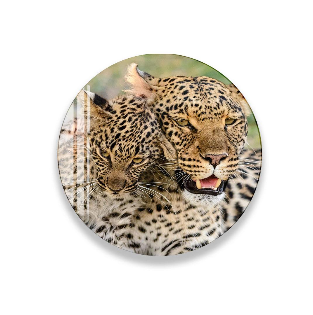A close-up of a tiger's face, with its distinctive striped pattern and intense gaze, is the central focus of the image.