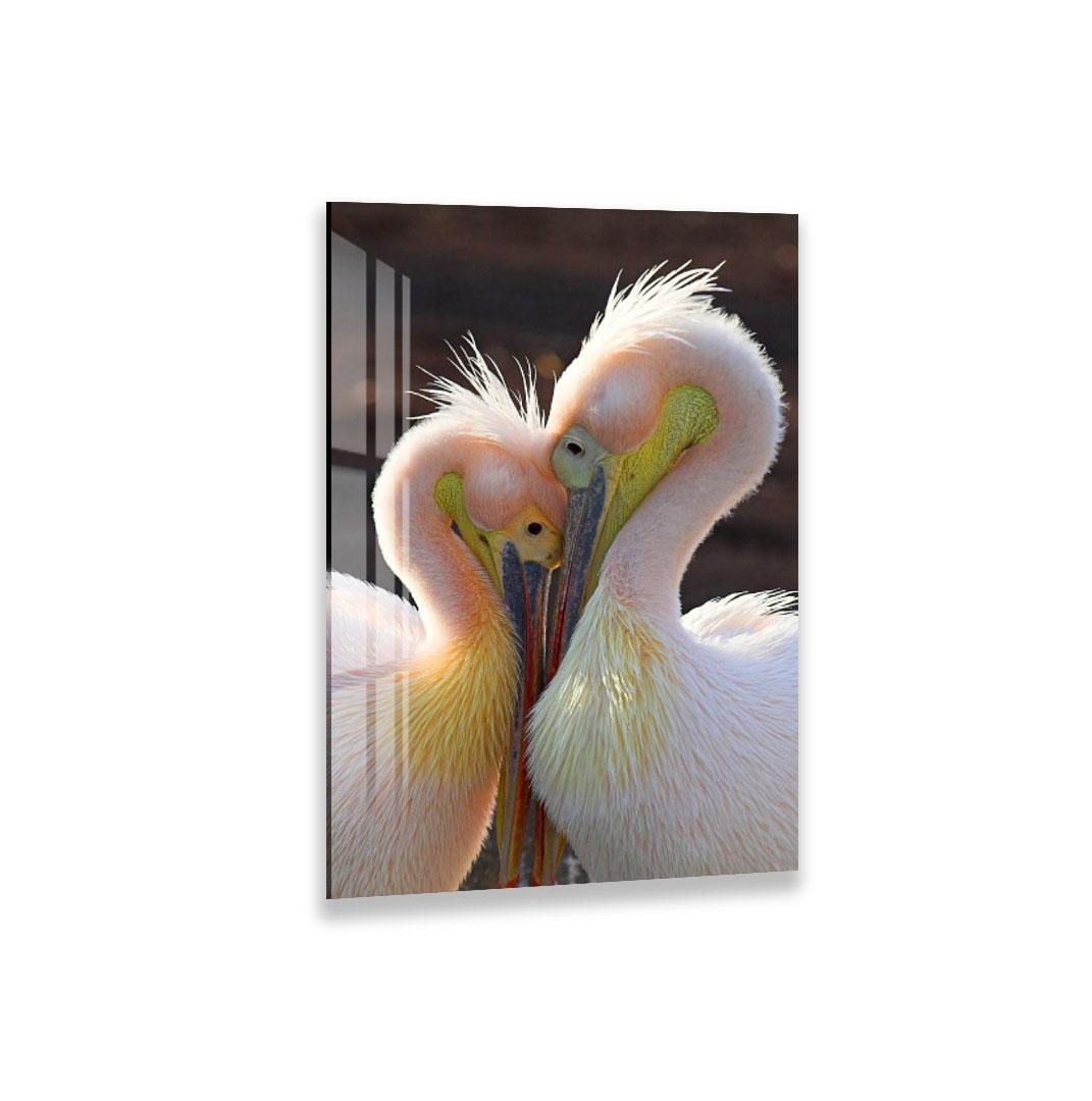 A close-up of two pelicans with their heads almost touching, creating an intimate and affectionate moment between them.