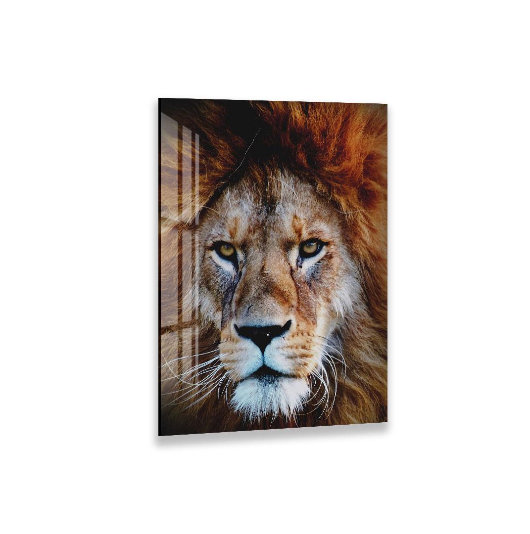 The image is a close-up of a lion's face, showcasing its powerful features and majestic presence.
