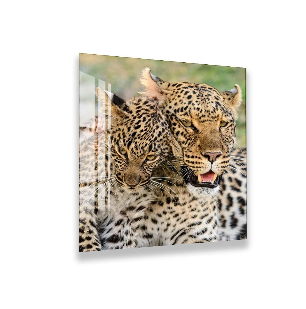 A striking black and white portrait of a tiger, with its intense gaze and powerful features captured in a dramatic lighting.