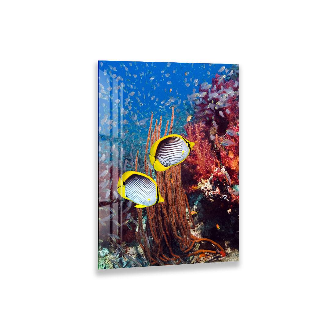 A vibrant underwater scene featuring two butterflyfish swimming among colorful coral and marine life.