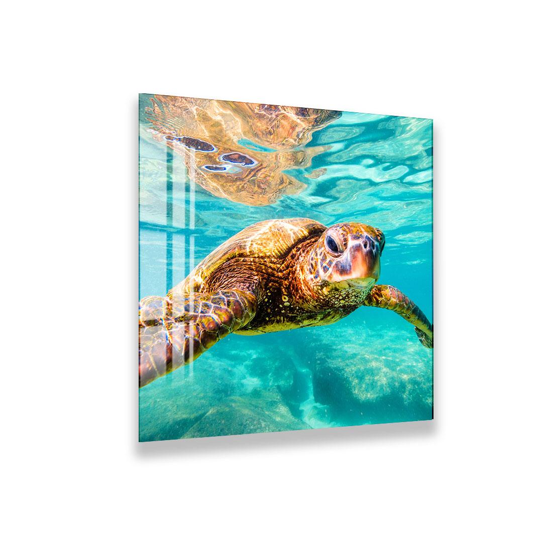 A close-up of an elephant's face, with its large ears and tusks prominently featured.
