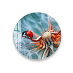 A ladybug is perched on a dandelion, with its vibrant red and black body contrasting against the white fluffy seed heads.