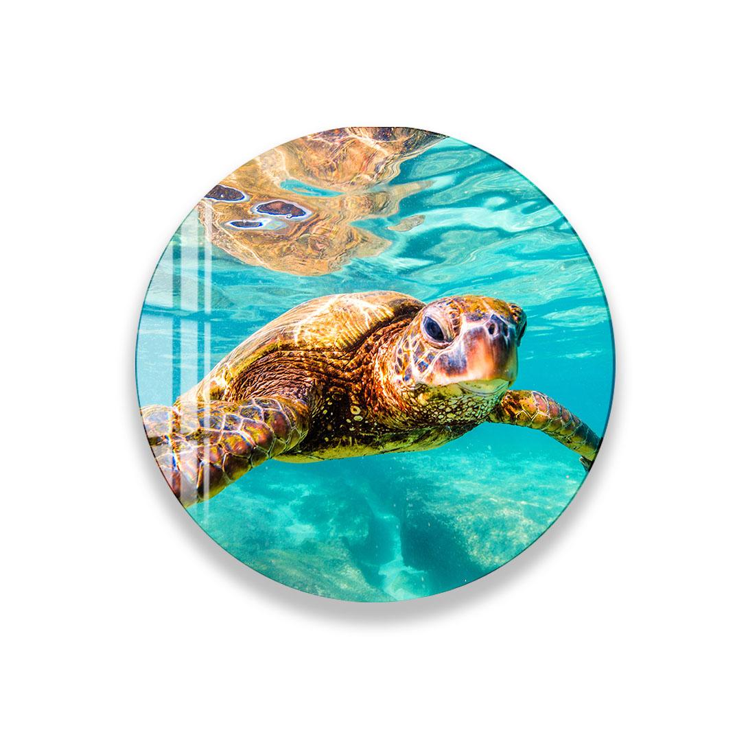 a close-up of an elephant's face, with its large tusks and wrinkled skin visible.