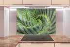 a large, spiral-shaped aloe plant with vibrant green leaves and distinctive spikes, displayed on a kitchen countertop.