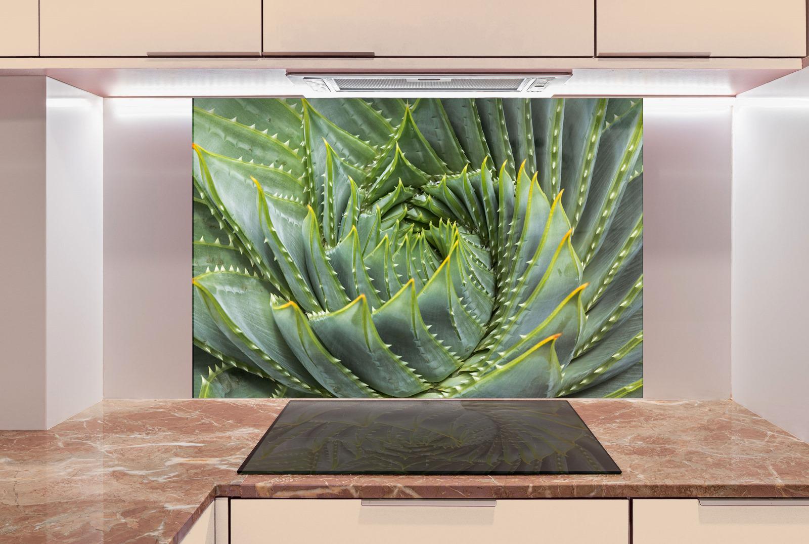 a large, spiral-shaped aloe plant with vibrant green leaves and distinctive spikes, displayed on a kitchen countertop.