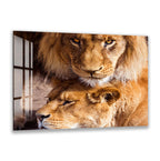 A close-up of two lions, one standing and one lying down, with their eyes and noses visible.