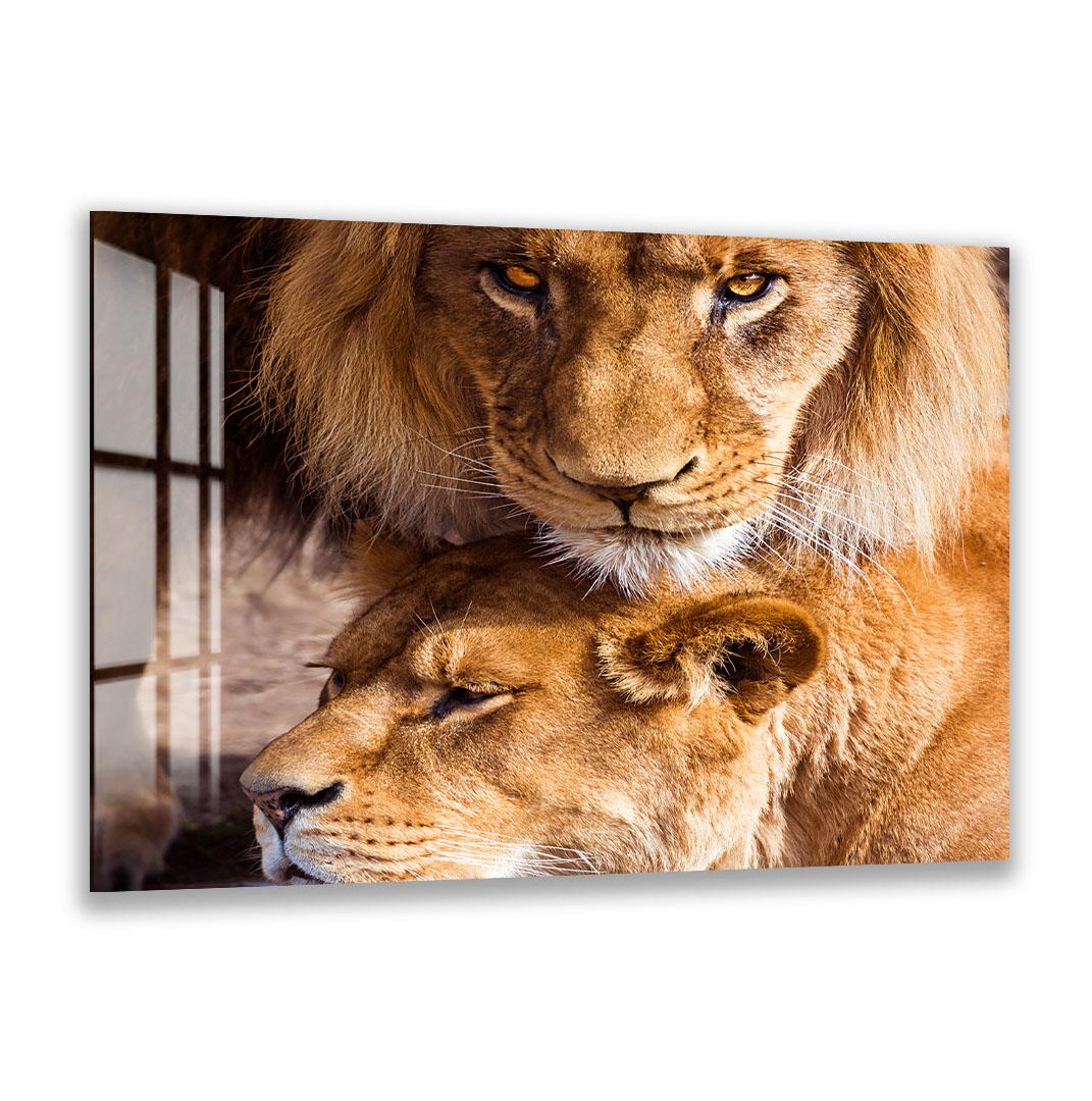 A close-up of two lions, one standing and one lying down, with their eyes and noses visible.