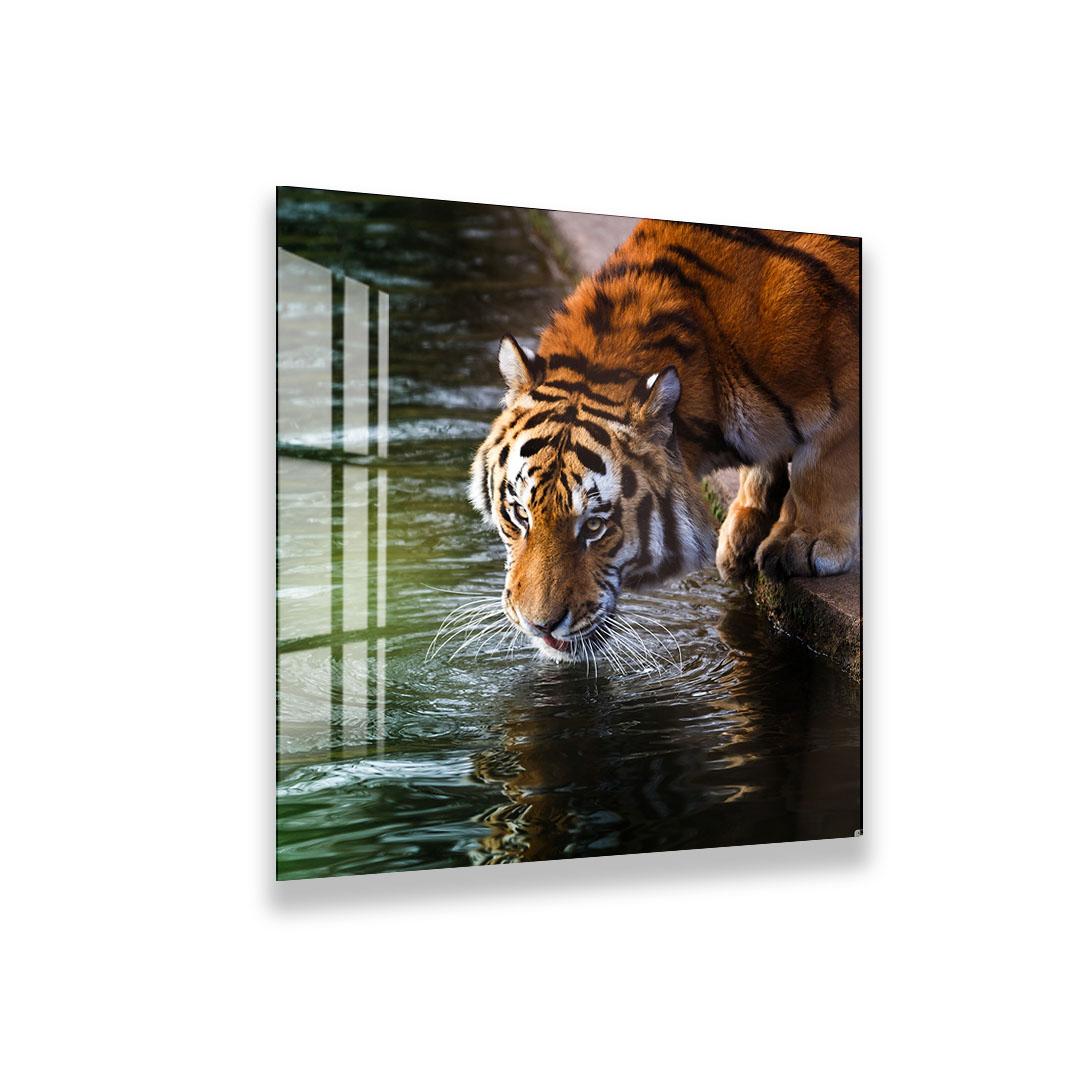 A tiger is drinking from a pond, its head submerged in the water.