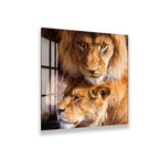 A close-up of two lions, one standing and one lying down, with their eyes open and alert.