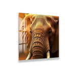 A close-up of an elephant's face, with its large ears and tusks prominently featured.